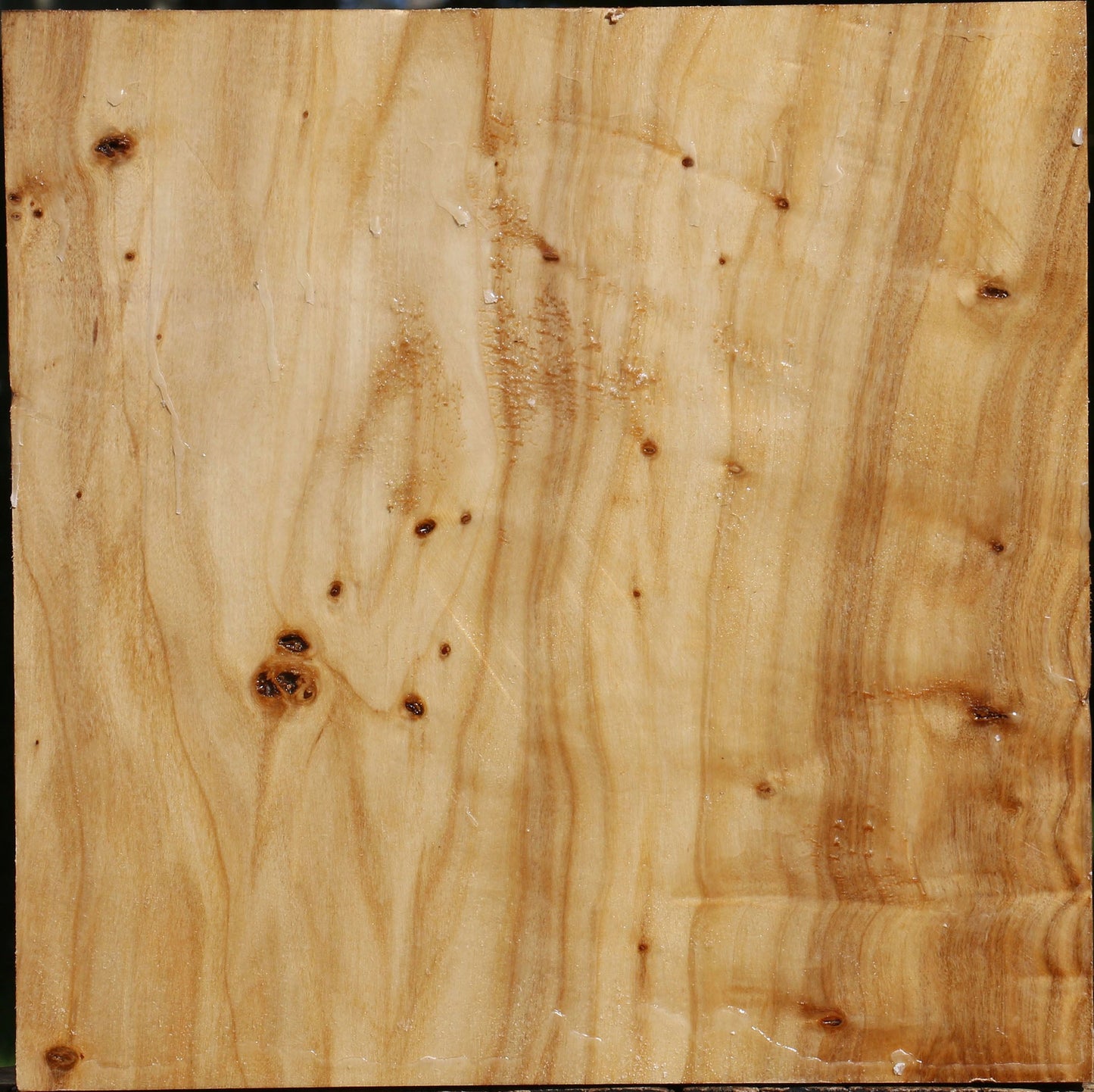 Extra Fancy Silver Poplar Bowl Blank