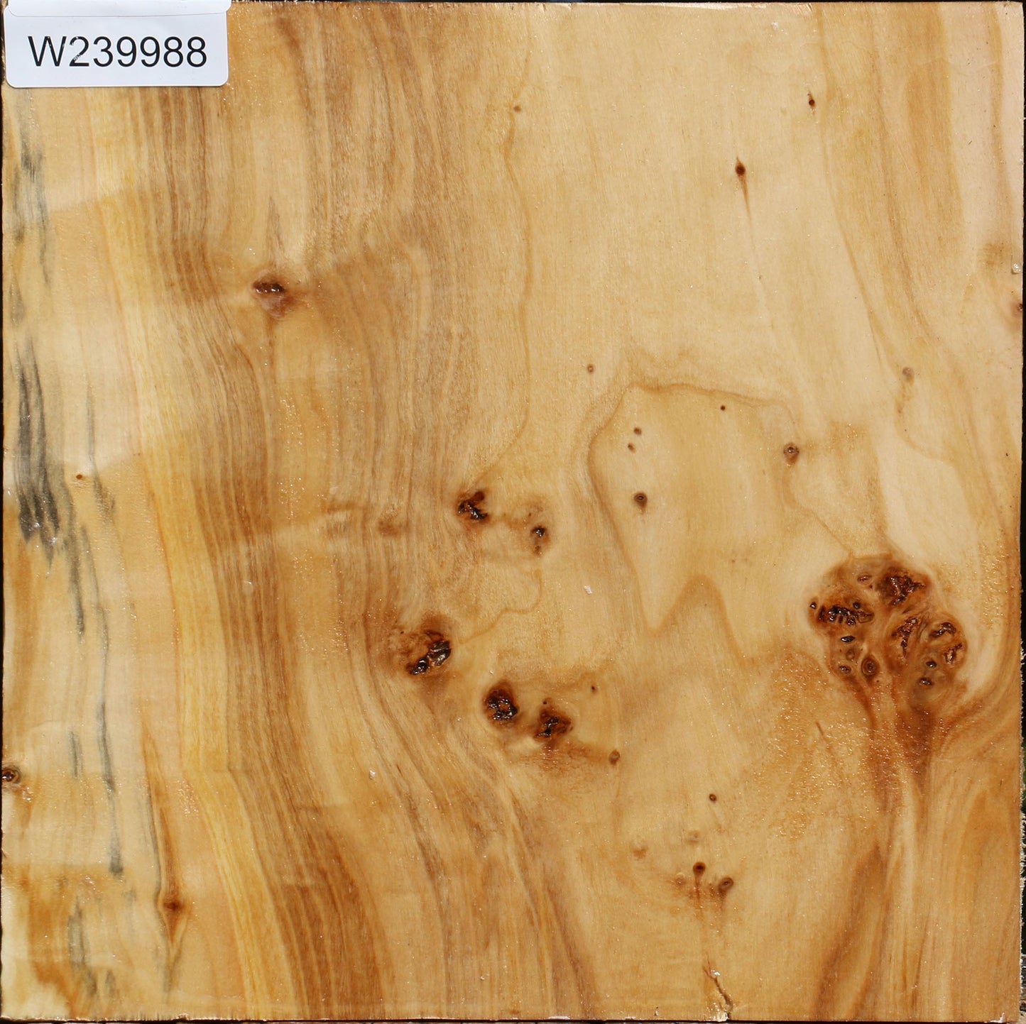 Extra Fancy Silver Poplar Bowl Blank