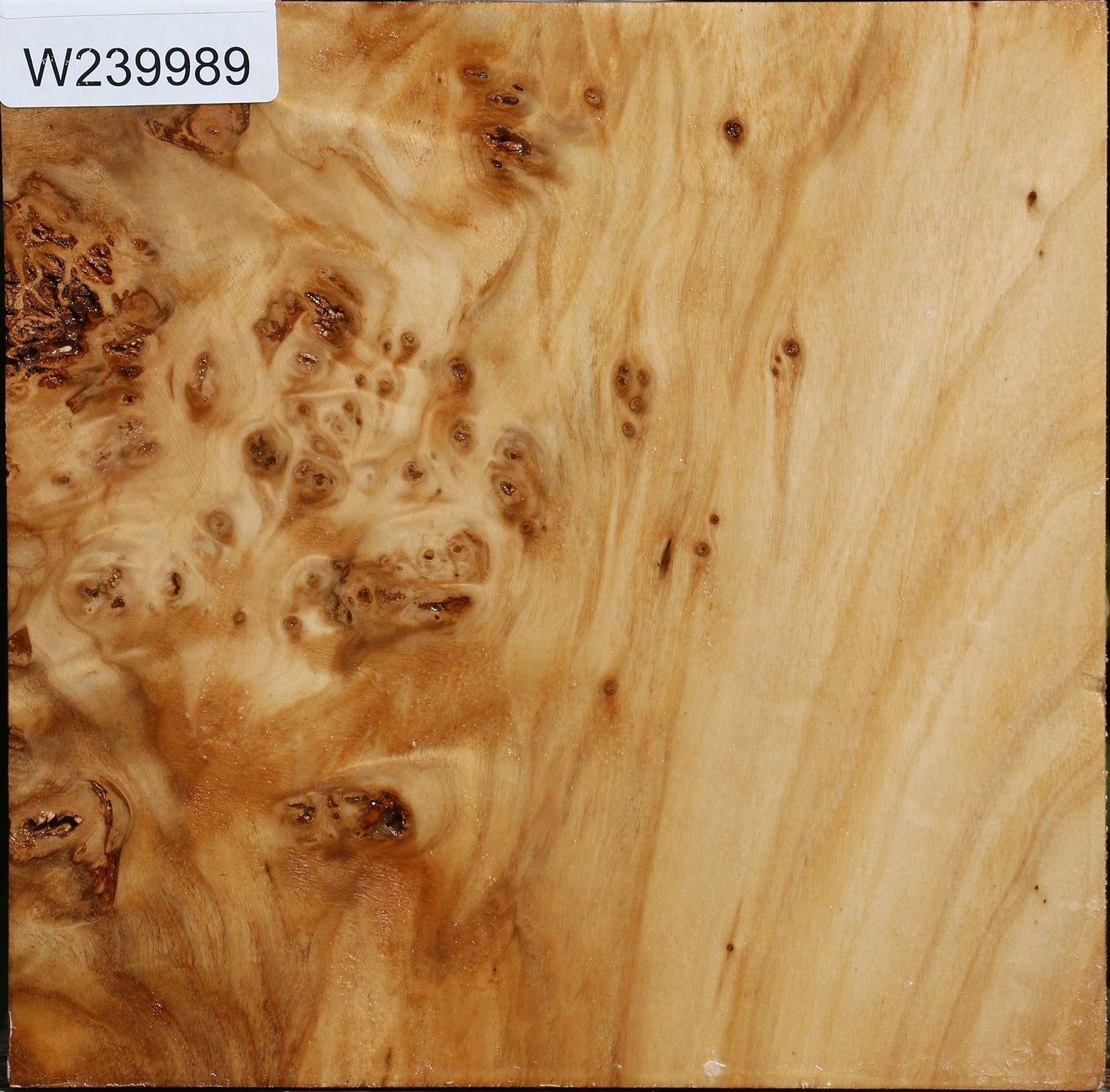 Silver Poplar Burl Bowl Blank