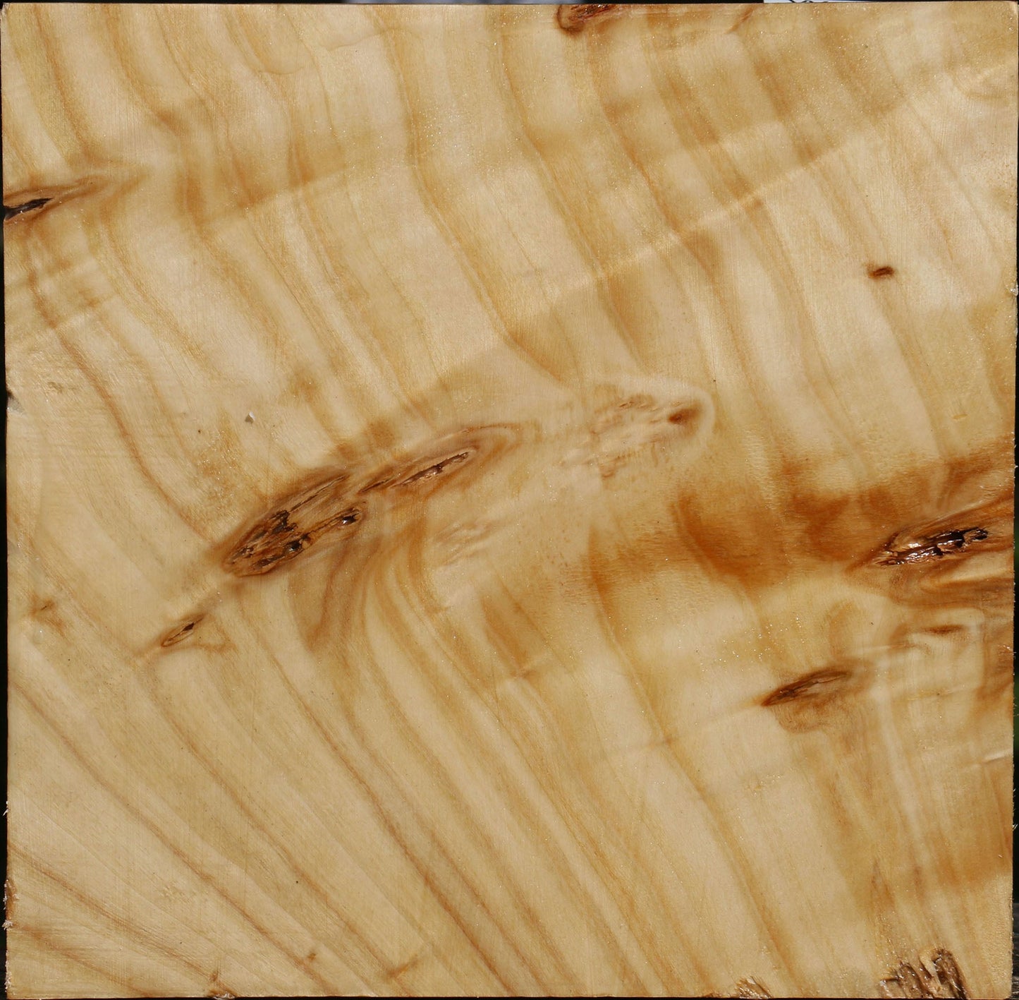 Silver Poplar Burl Bowl Blank
