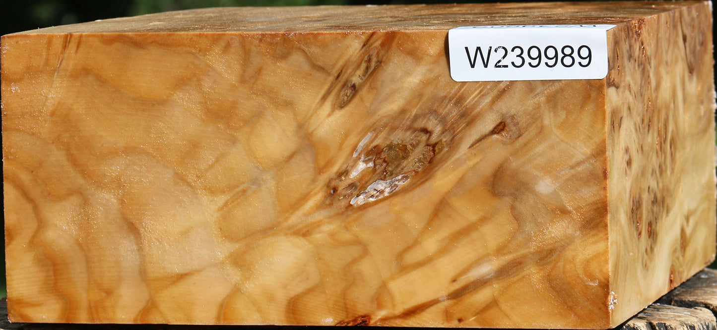 Silver Poplar Burl Bowl Blank