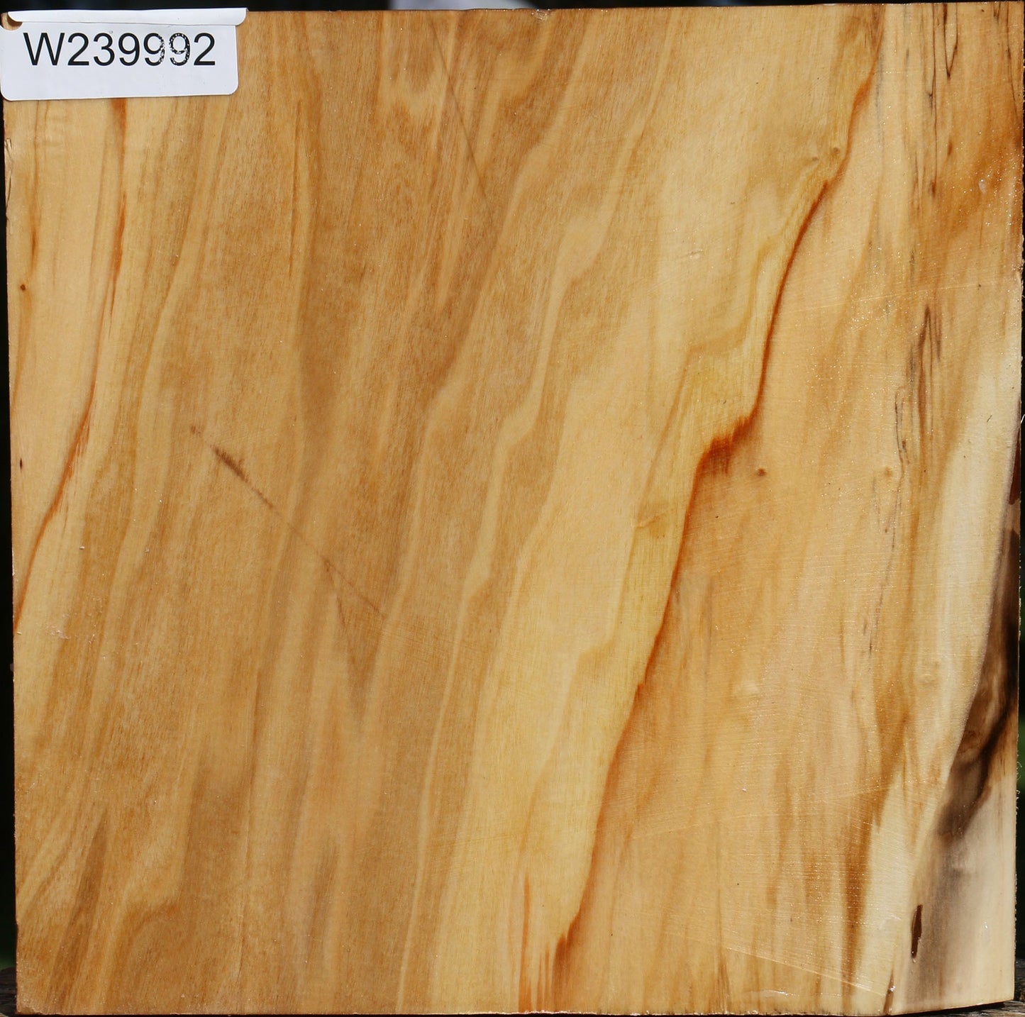 Silver Poplar Bowl Blank