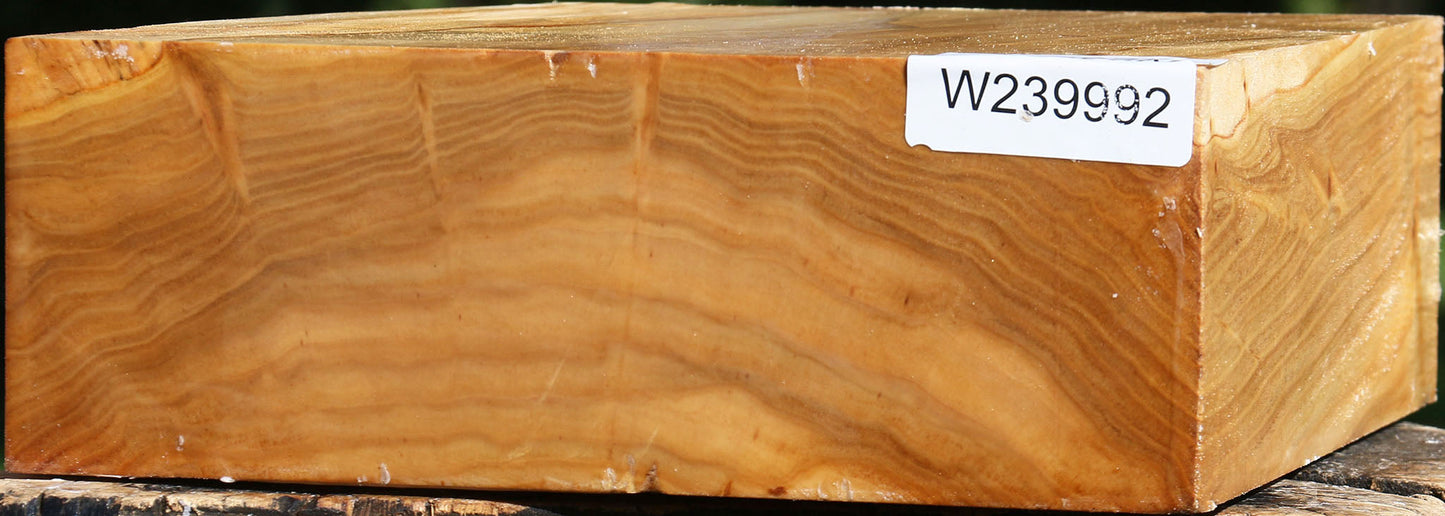 Silver Poplar Bowl Blank