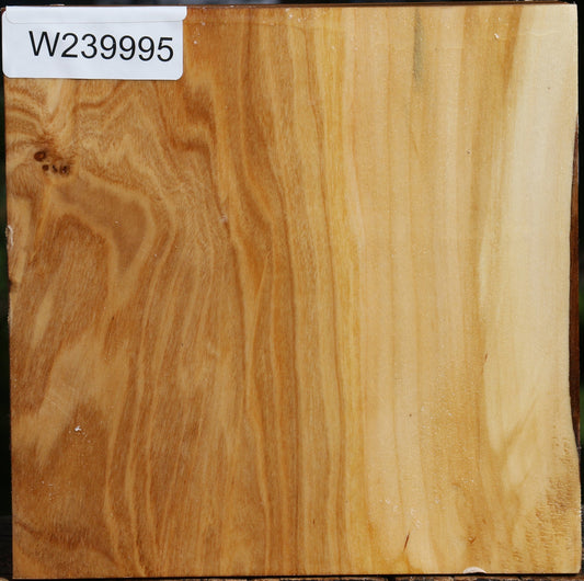 Figured Silver Poplar Bowl Blank