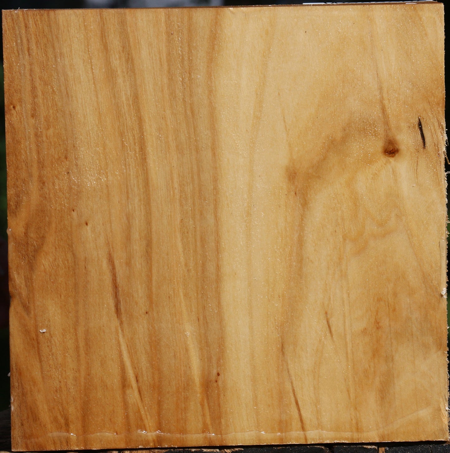 Figured Silver Poplar Bowl Blank