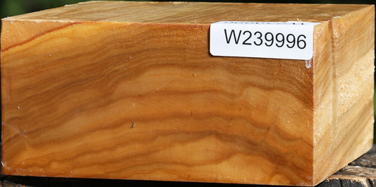 Silver Poplar Bowl Blank