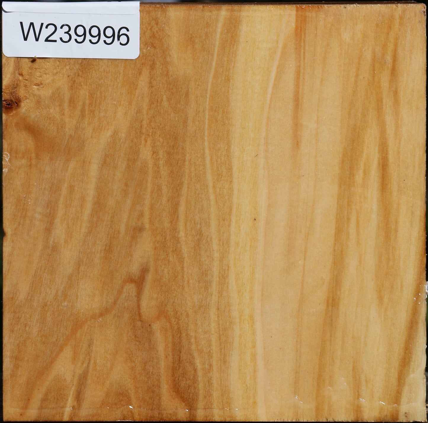 Silver Poplar Bowl Blank