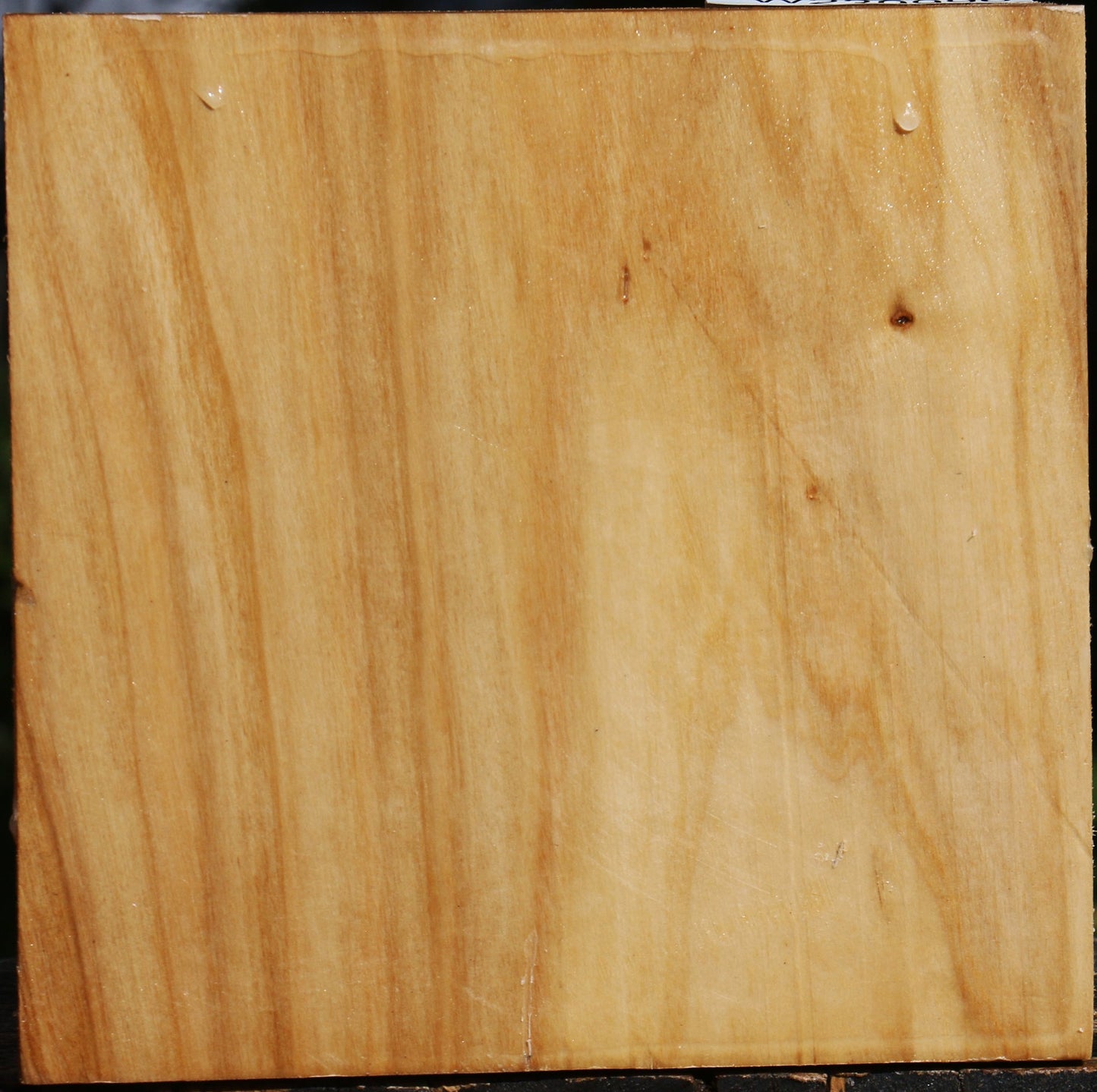 Silver Poplar Bowl Blank