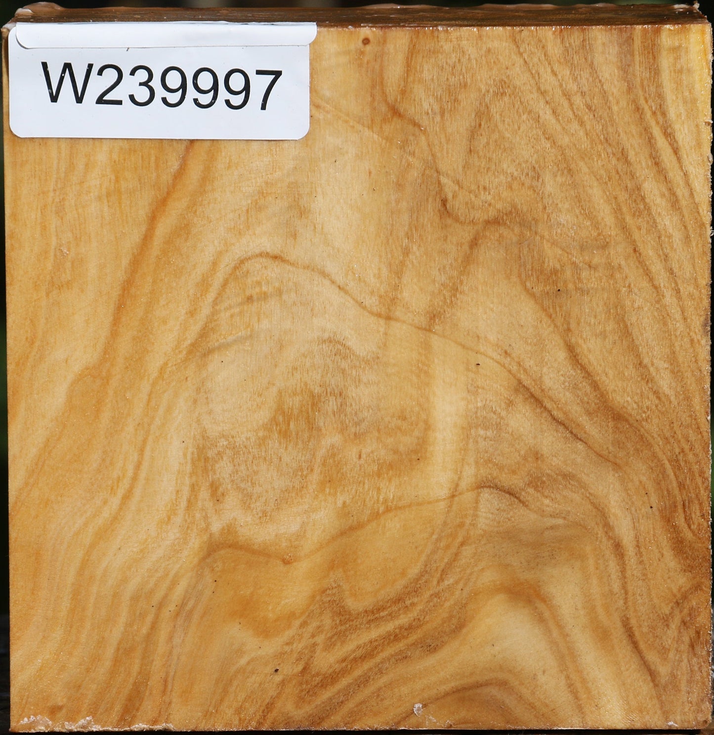 Extra Fancy Silver Poplar Bowl Blank