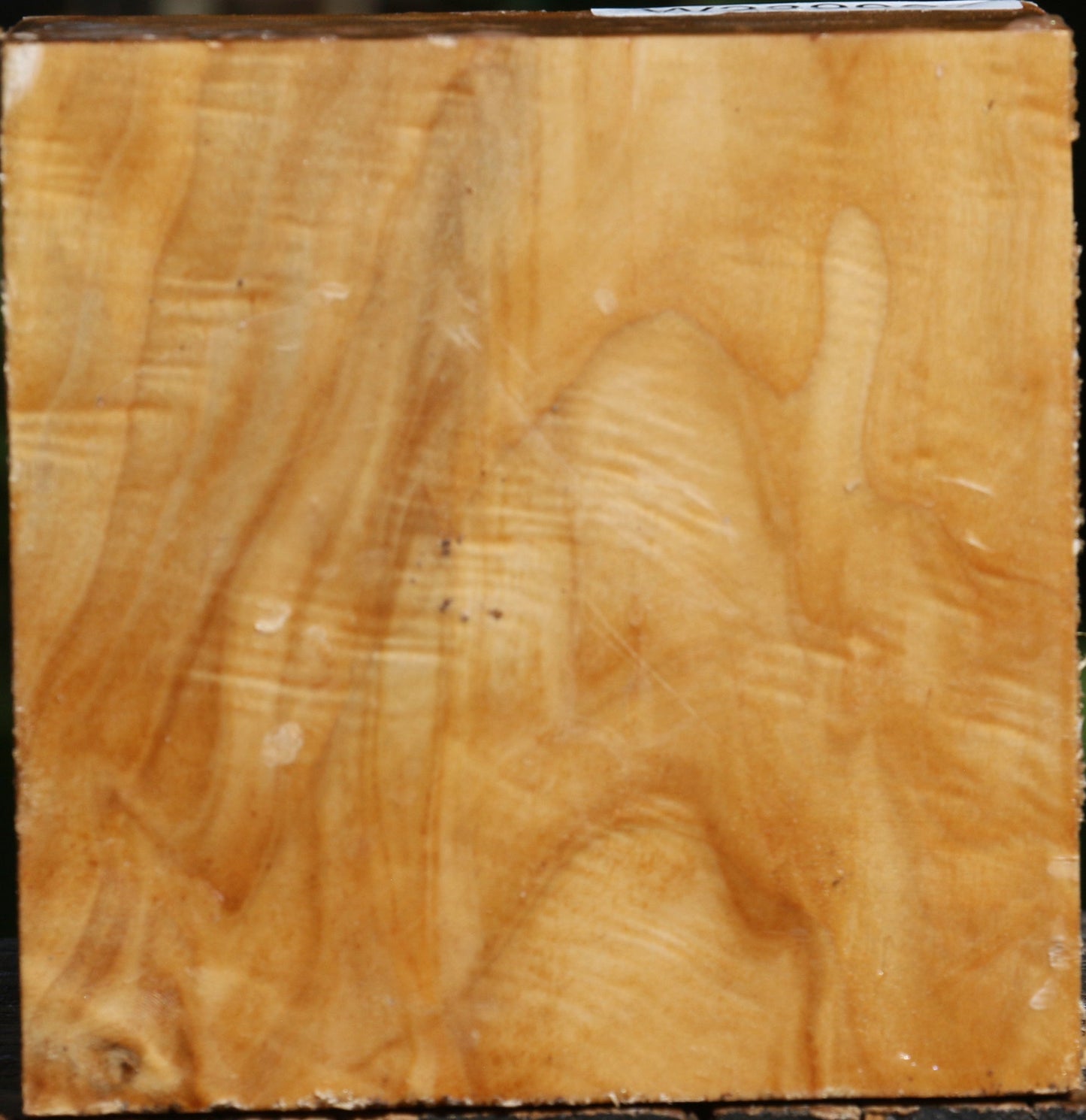 Extra Fancy Silver Poplar Bowl Blank