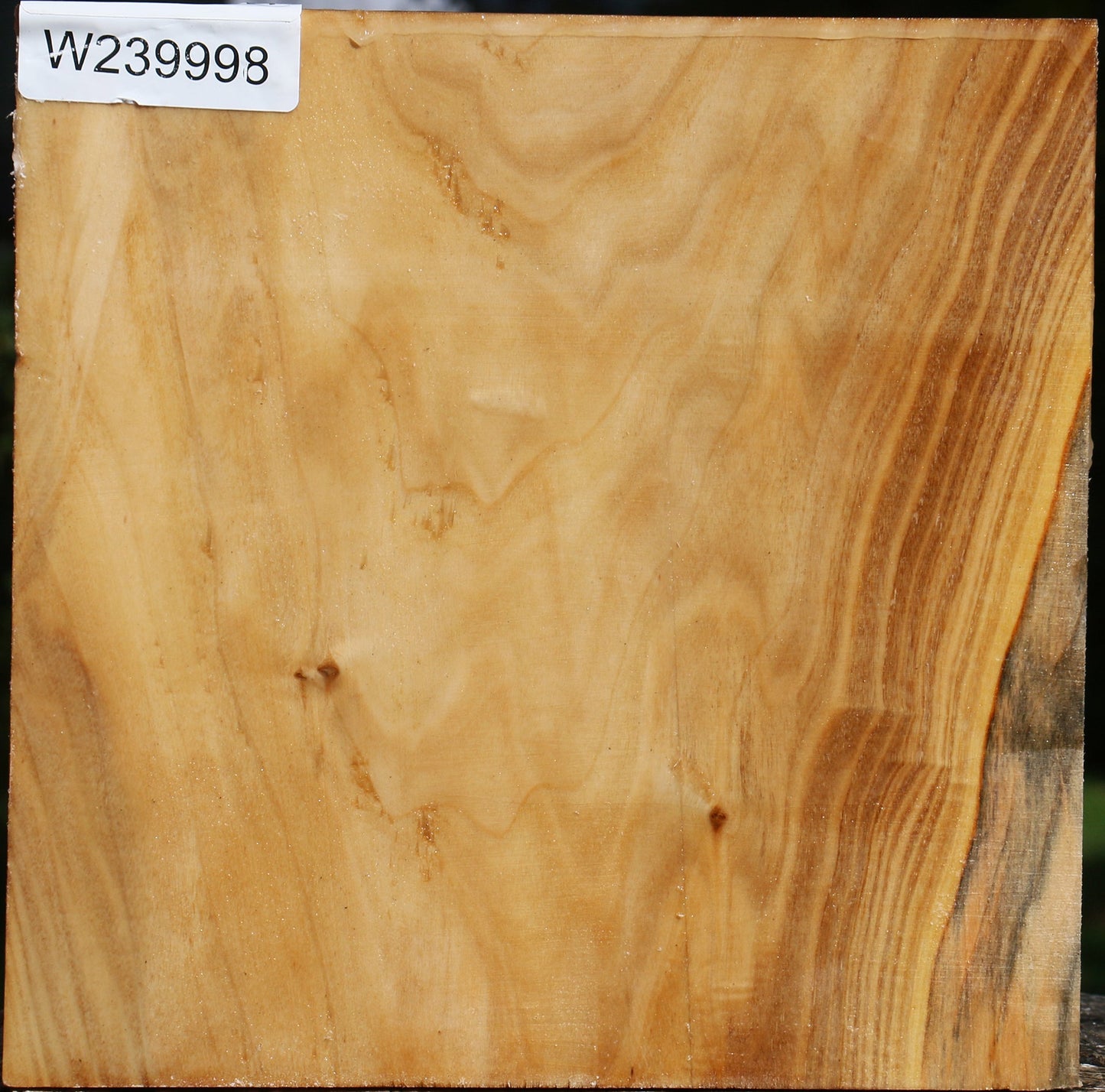 Silver Poplar Bowl Blank