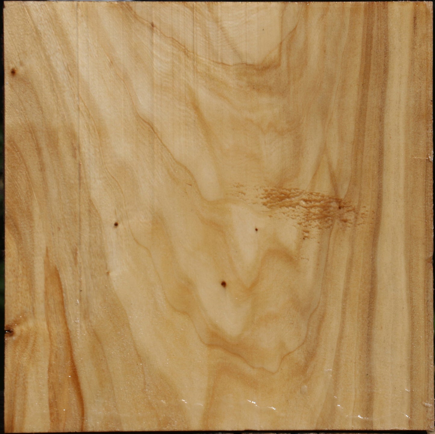 Silver Poplar Bowl Blank