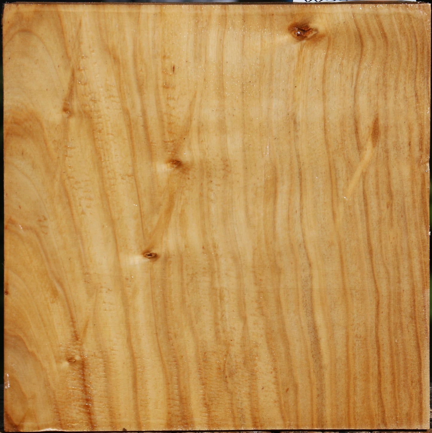 Silver Poplar Bowl Blank