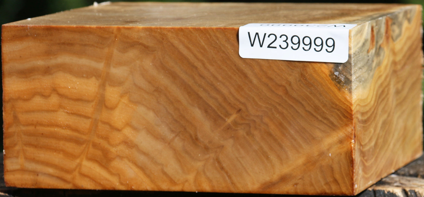 Silver Poplar Bowl Blank