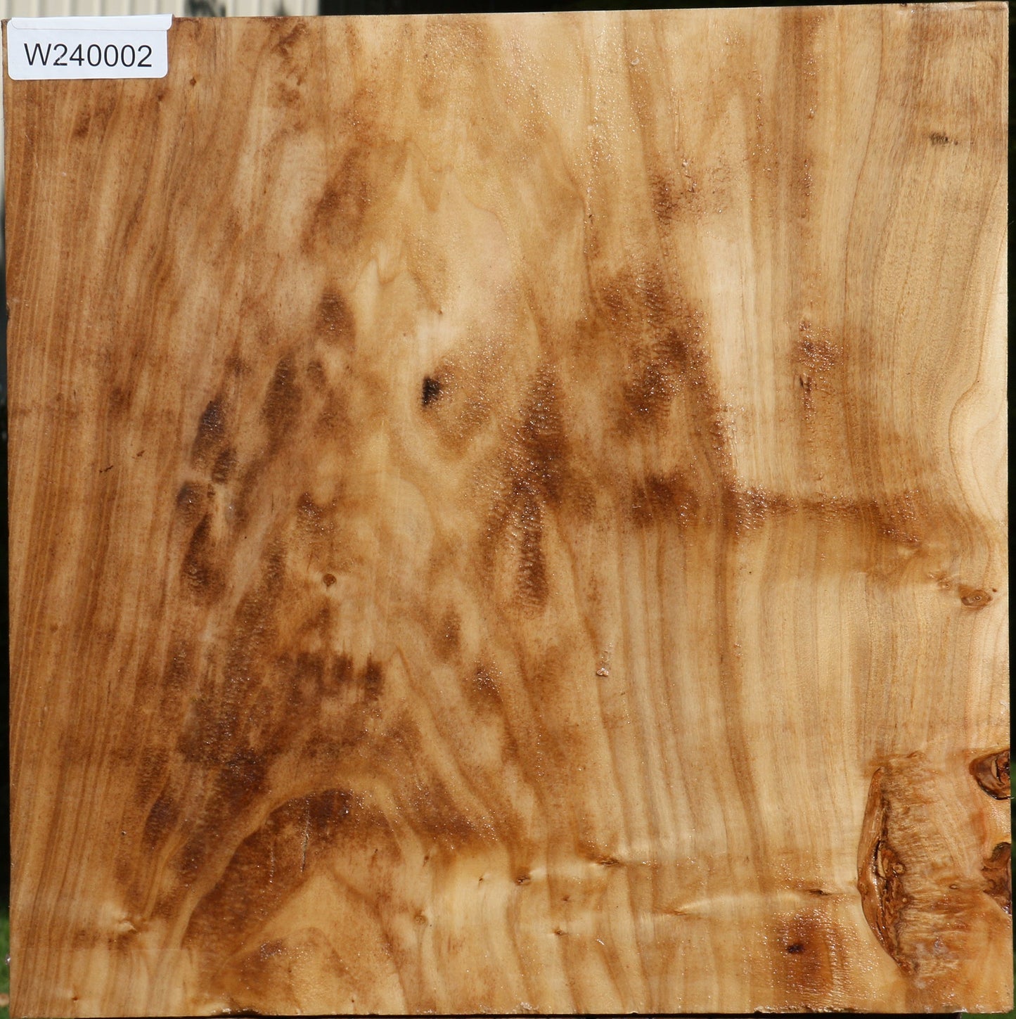 Silver Poplar Bowl Blank