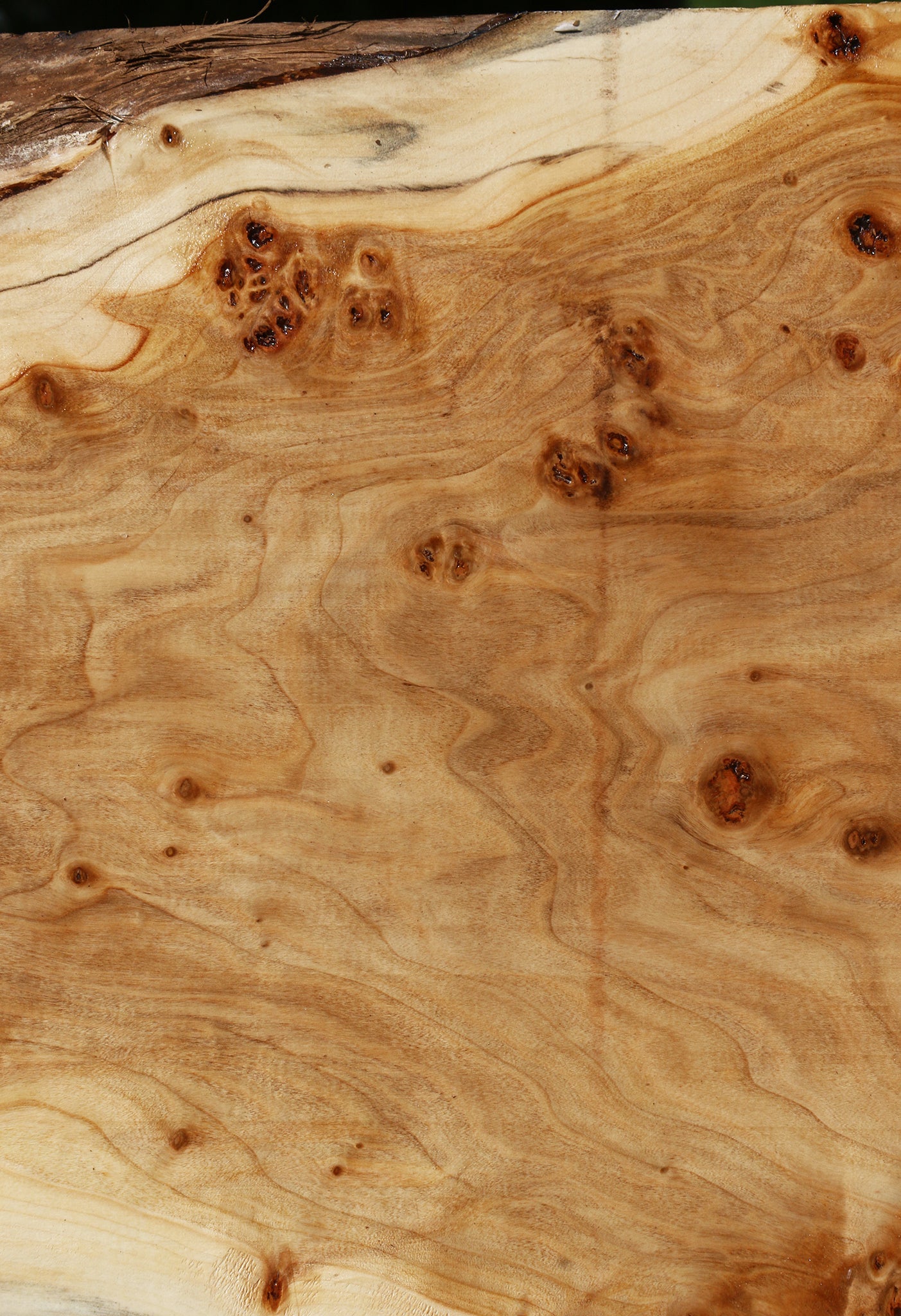 Silver Poplar Bowl Blank