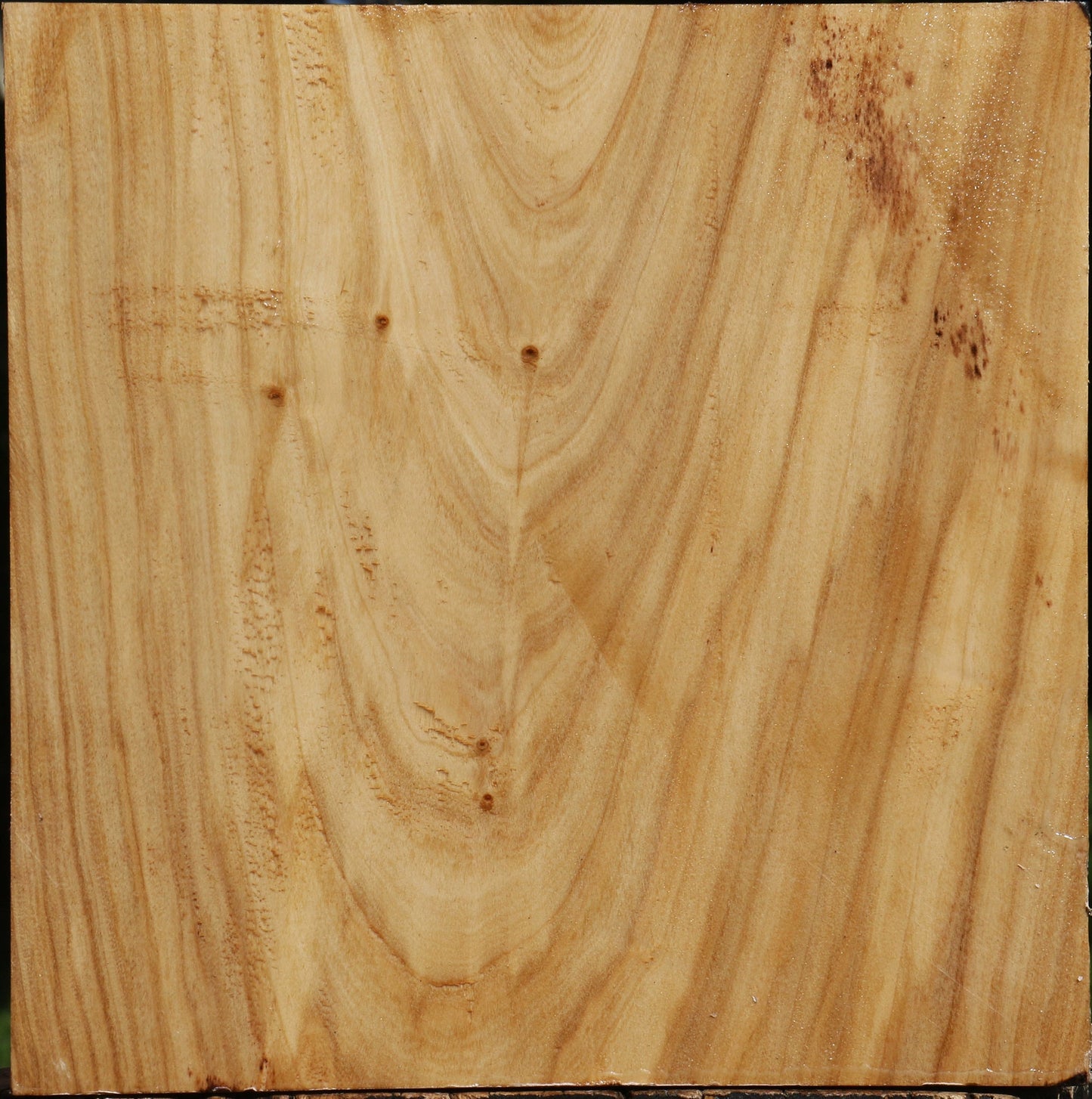 Silver Poplar Bowl Blank