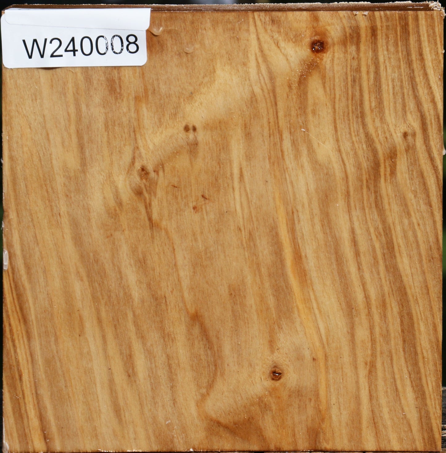 Silver Poplar Bowl Blank