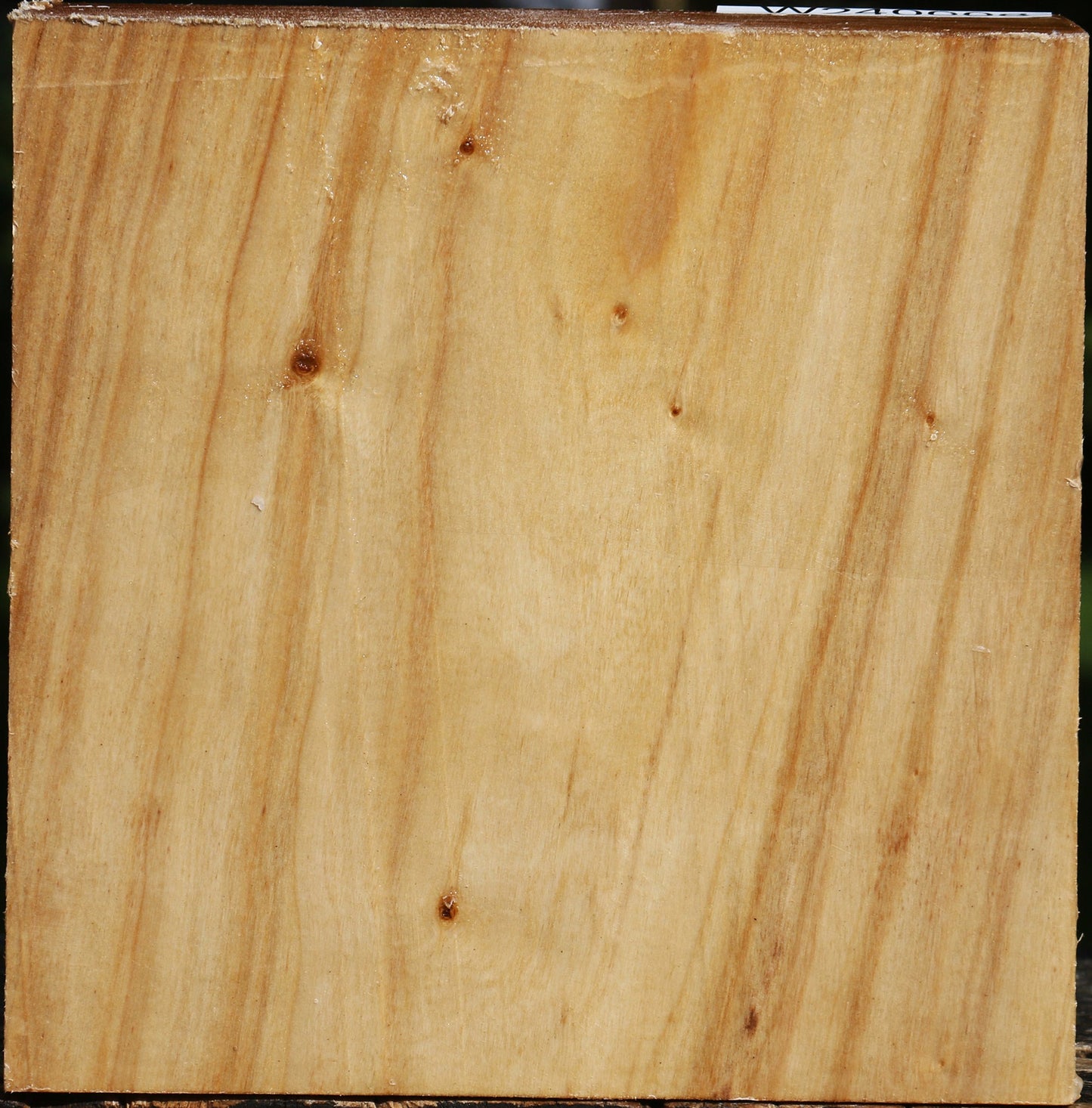 Silver Poplar Bowl Blank