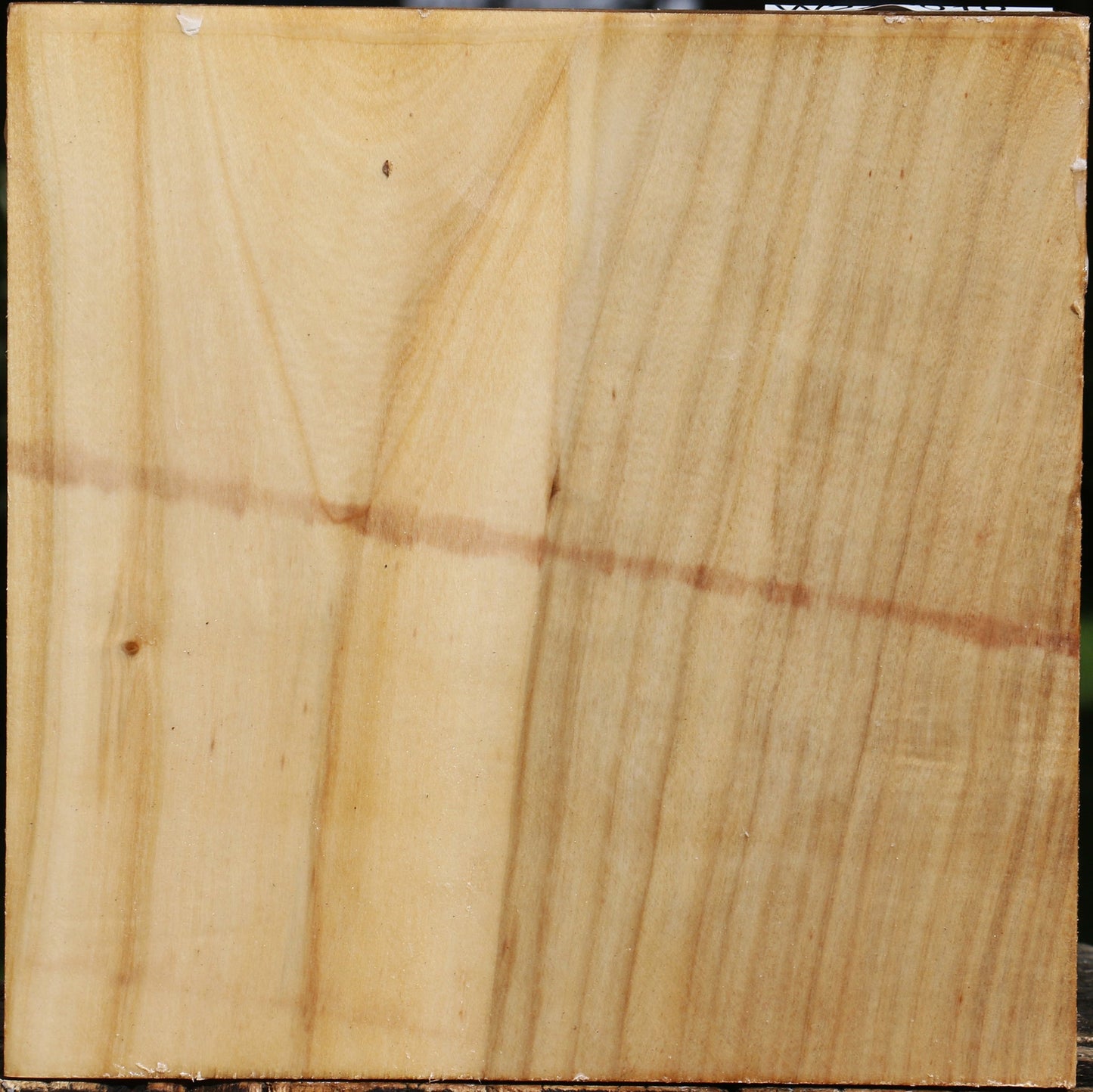 Figured Silver Poplar Bowl Blank