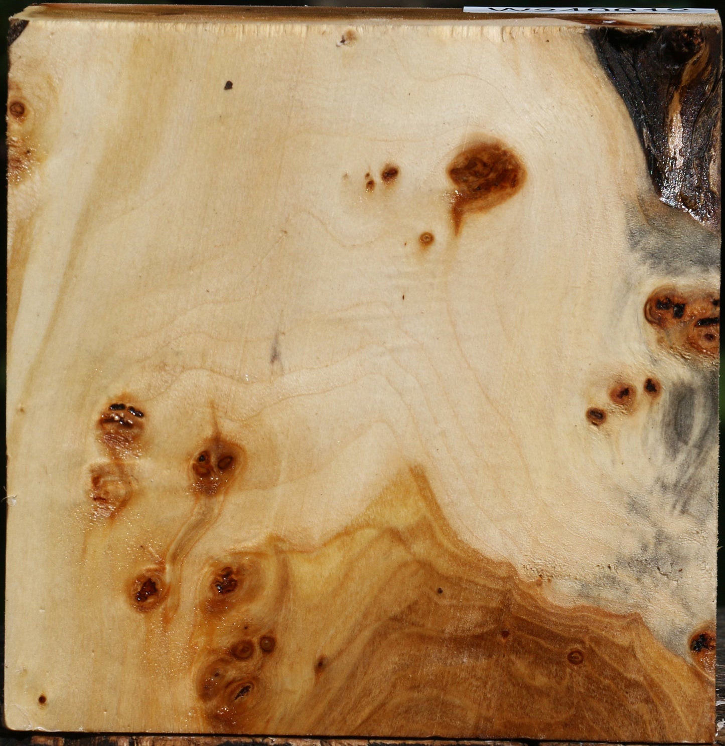 Extra Fancy Silver Poplar Bowl Blank