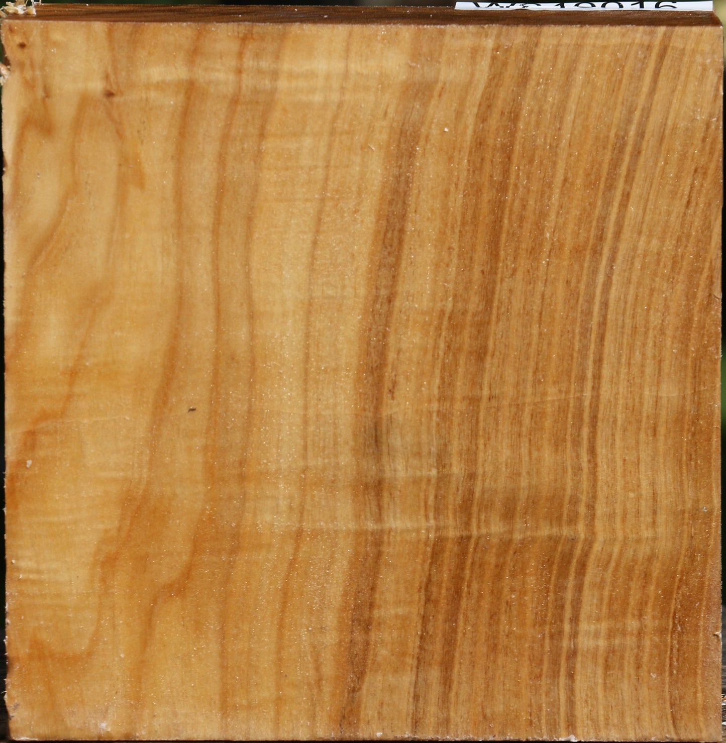 Figured Silver Poplar Bowl Blank