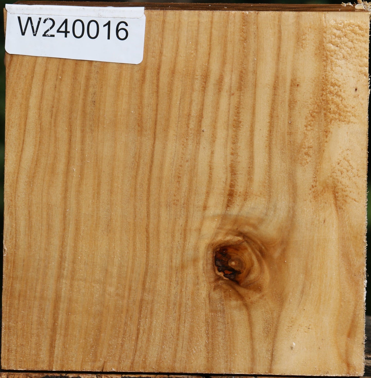 Figured Silver Poplar Bowl Blank