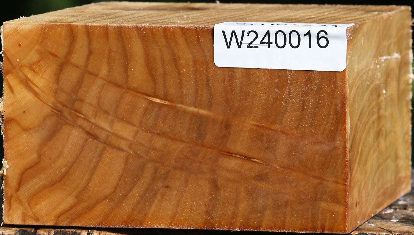 Figured Silver Poplar Bowl Blank