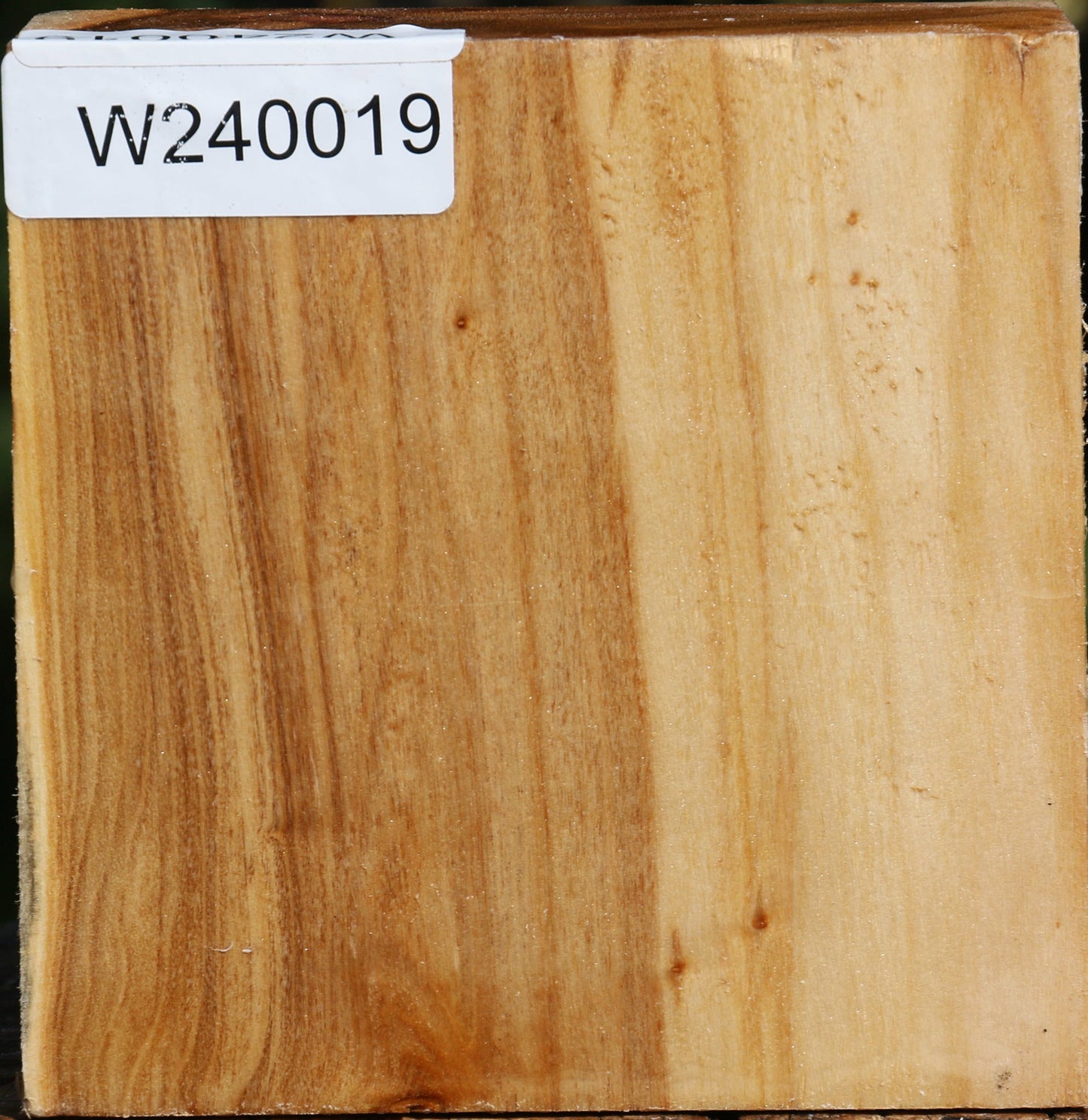 Figured Silver Poplar Bowl Blank