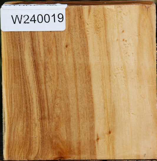 Figured Silver Poplar Bowl Blank