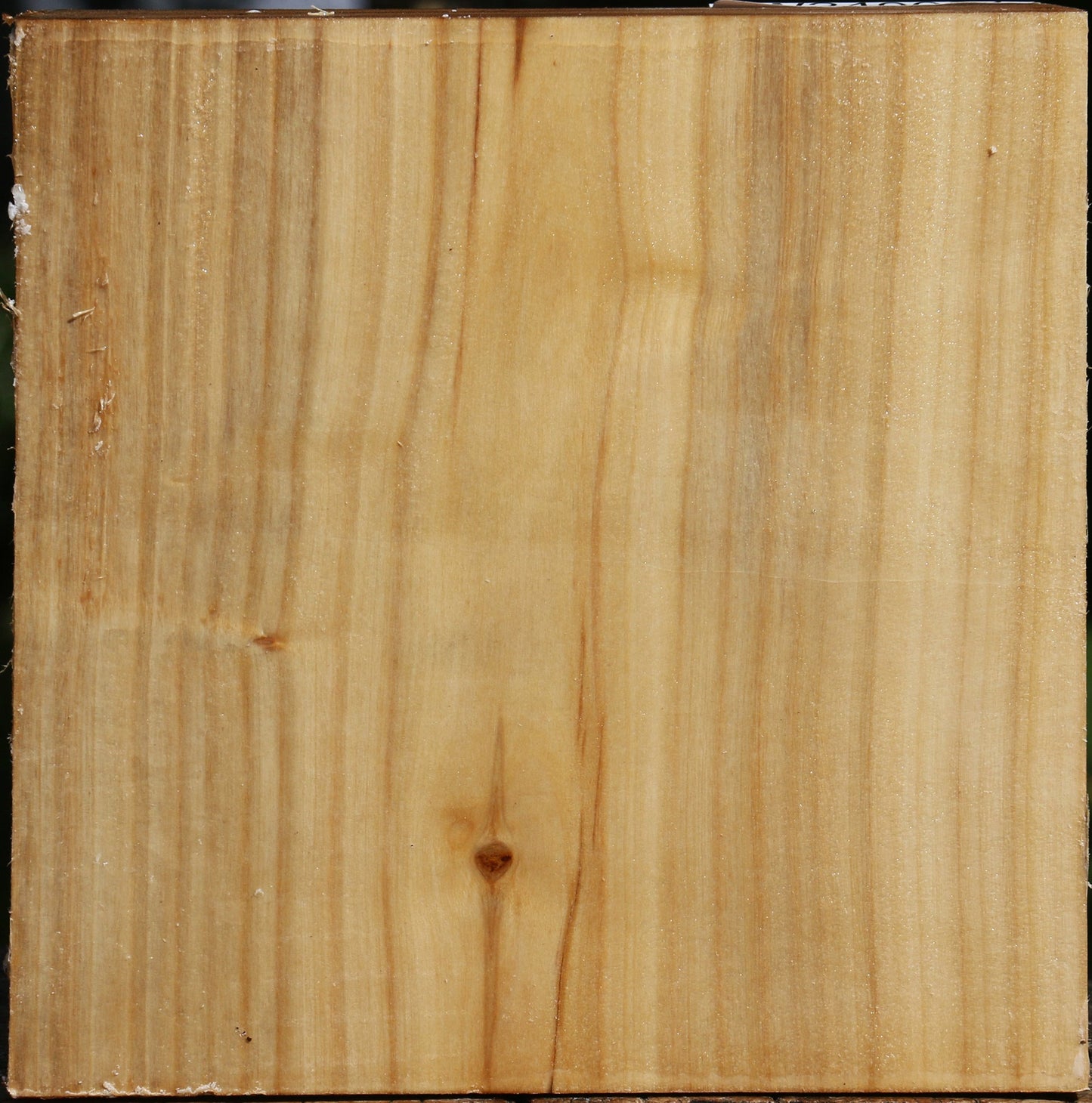 Silver Poplar Bowl Blank