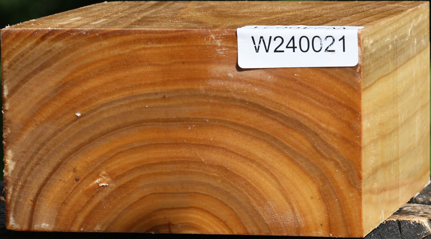 Silver Poplar Bowl Blank