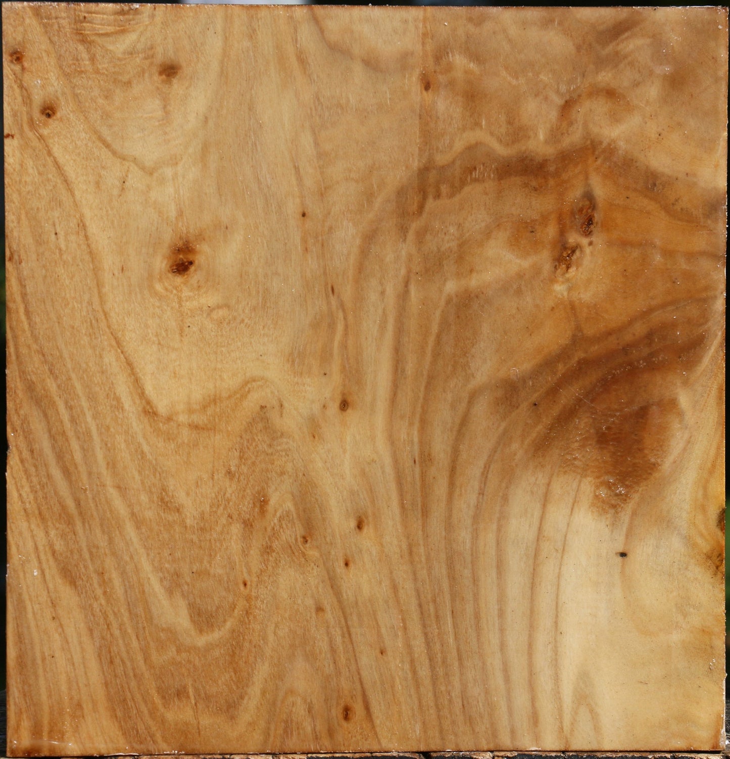 Figured Silver Poplar Bowl Blank