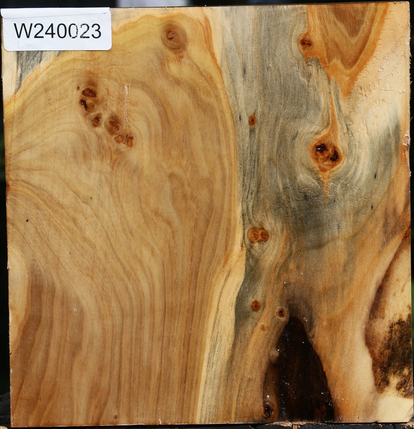 Figured Silver Poplar Bowl Blank