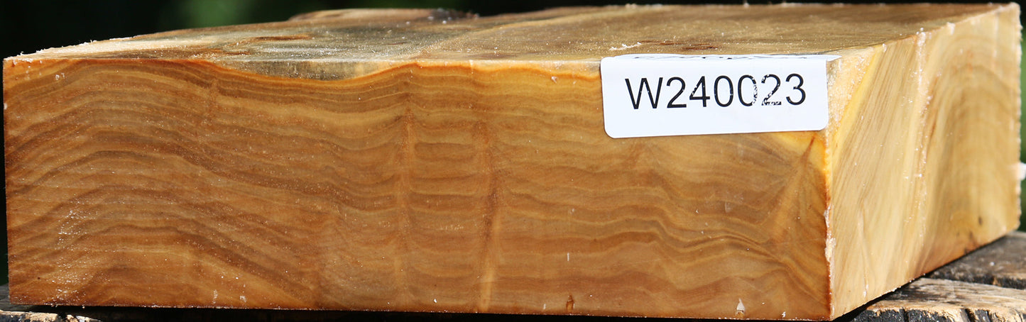 Figured Silver Poplar Bowl Blank