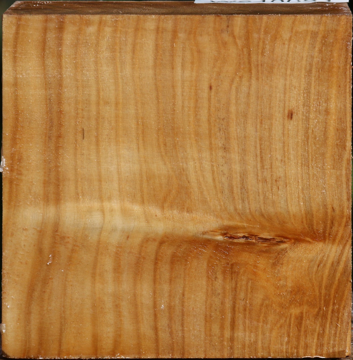 Figured Silver Poplar Bowl Blank