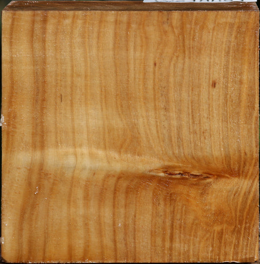 Figured Silver Poplar Bowl Blank