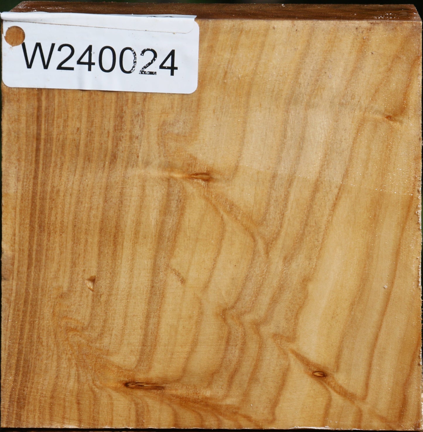 Figured Silver Poplar Bowl Blank