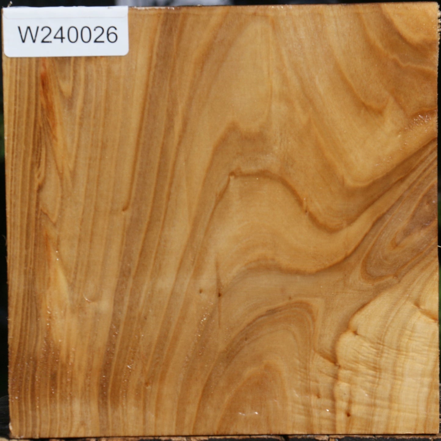 Silver Poplar Bowl Blank