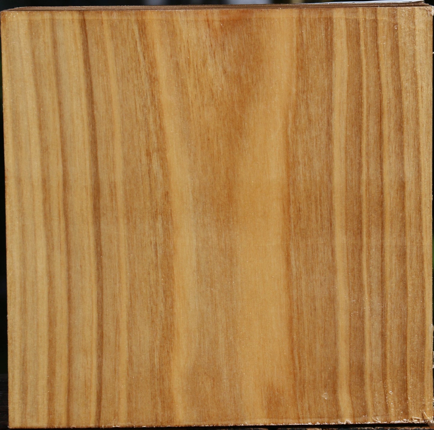 Silver Poplar Bowl Blank