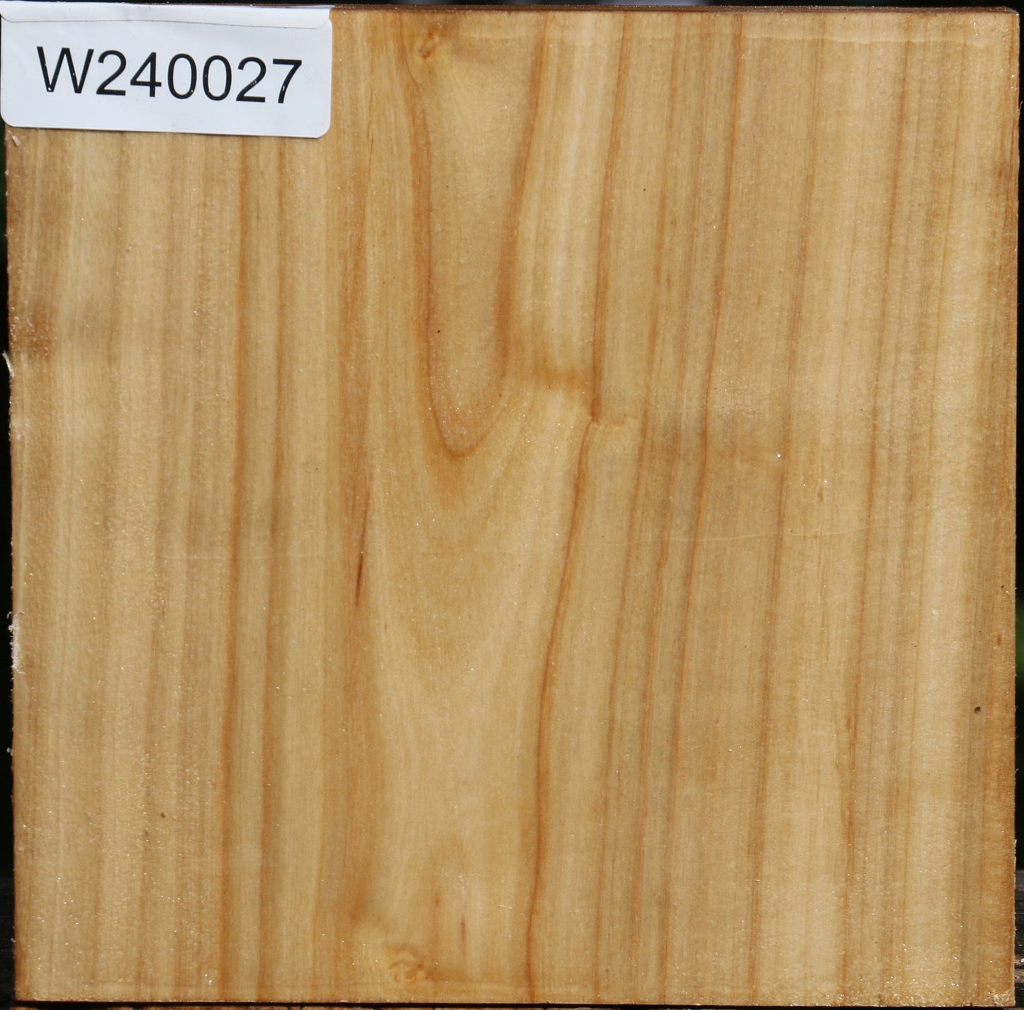 Silver Poplar Bowl Blank