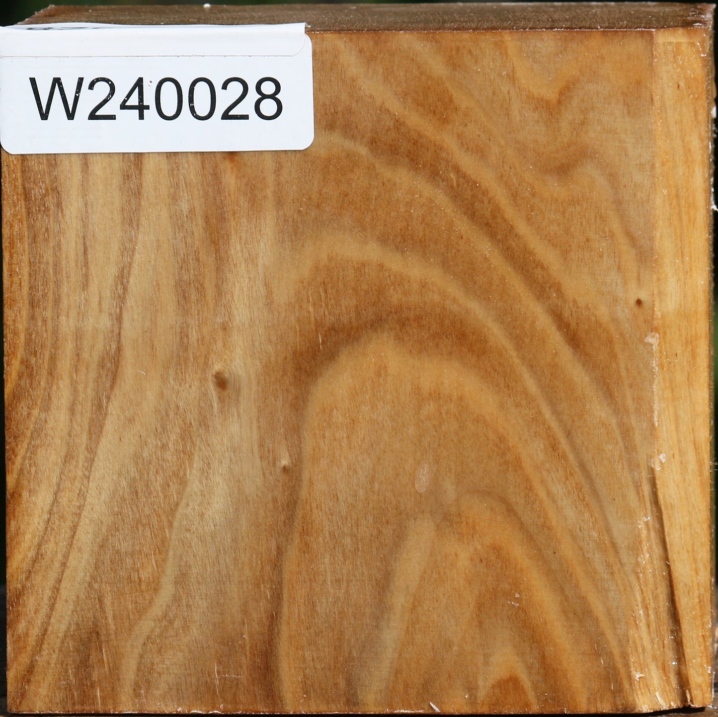 Silver Poplar Bowl Blank