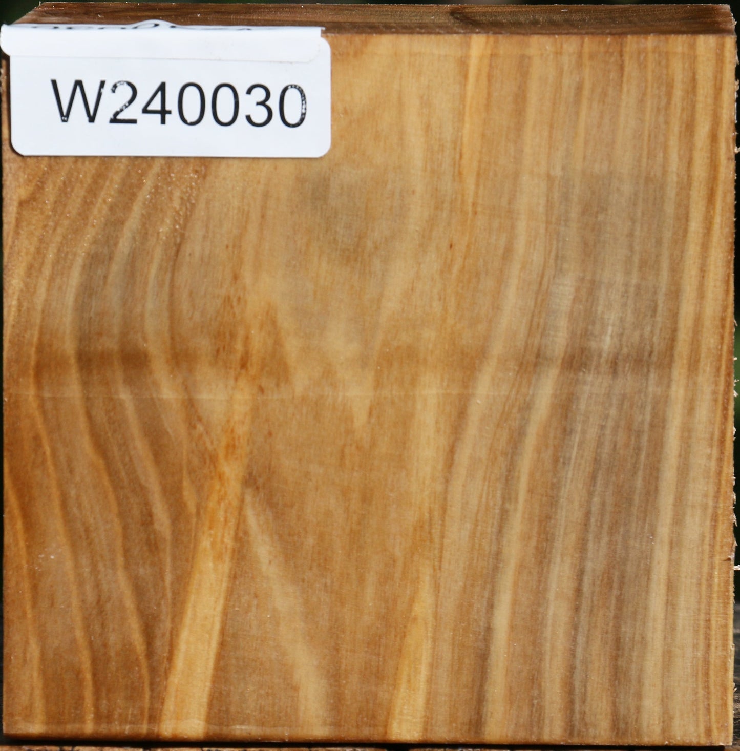 Silver Poplar Bowl Blank