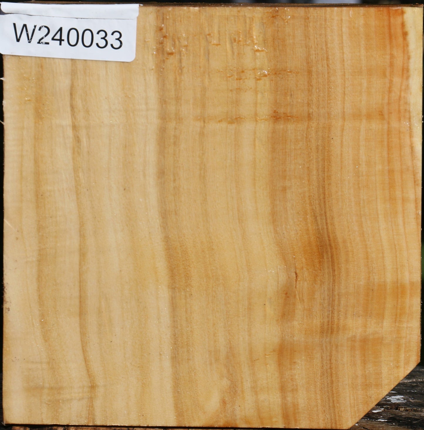 Silver Poplar Bowl Blank