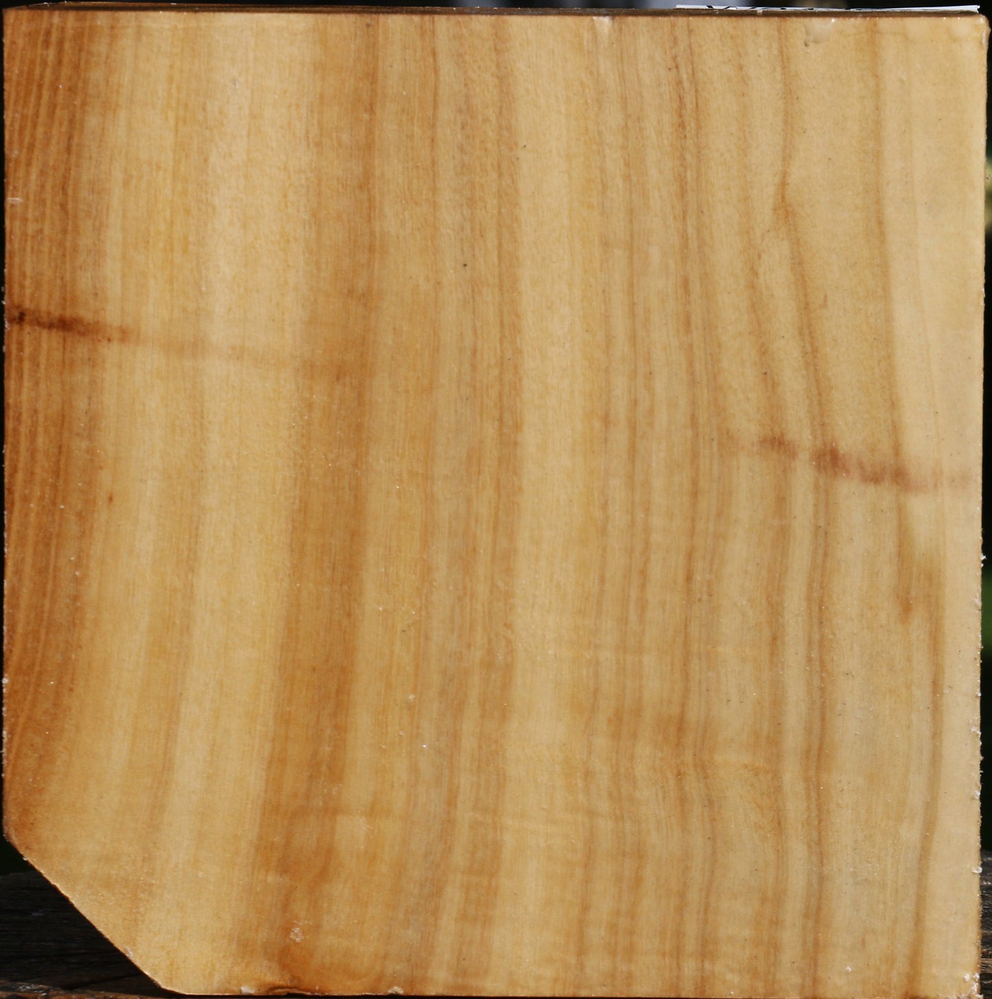 Silver Poplar Bowl Blank