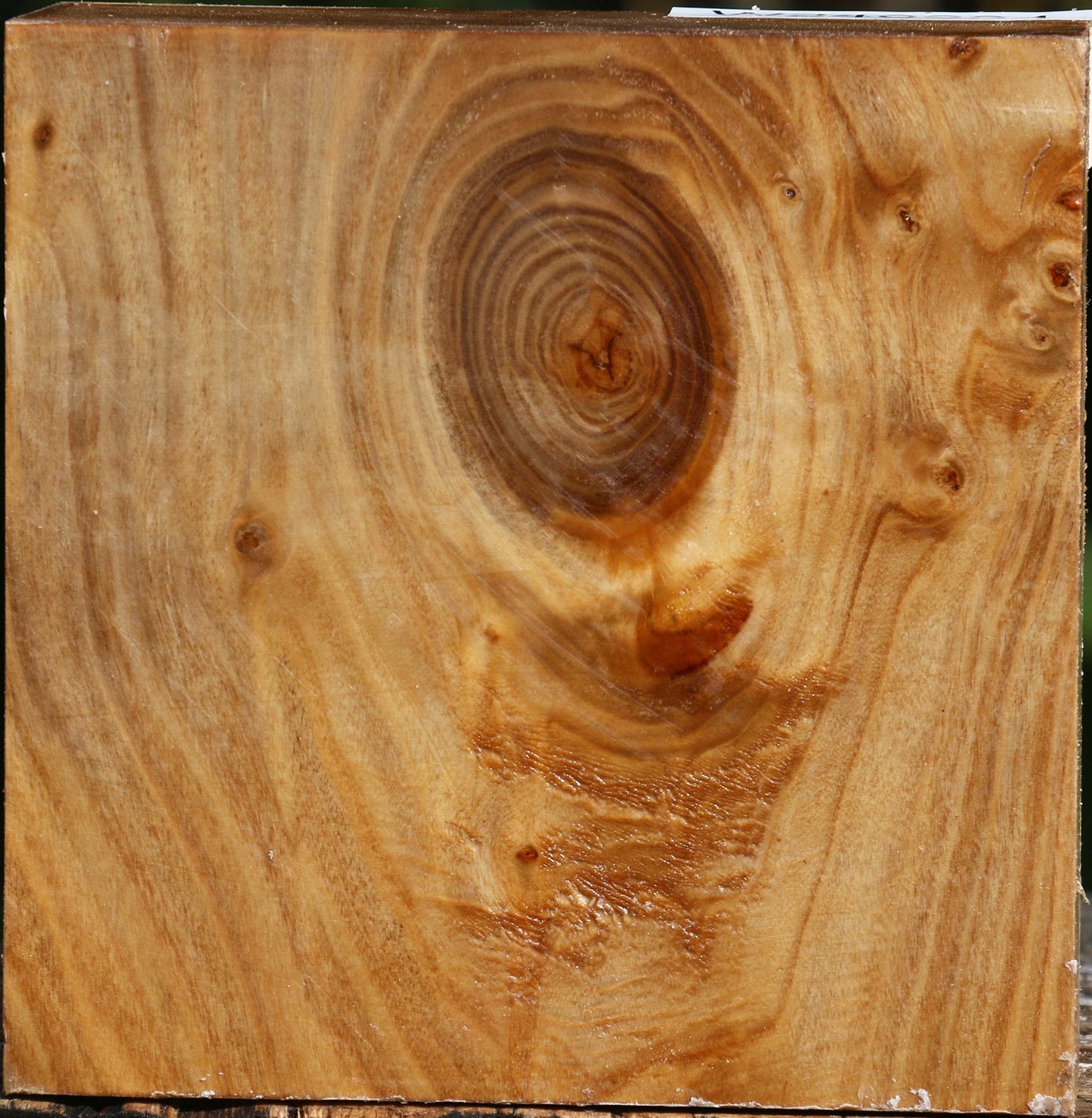 Figured Silver Poplar Bowl Blank