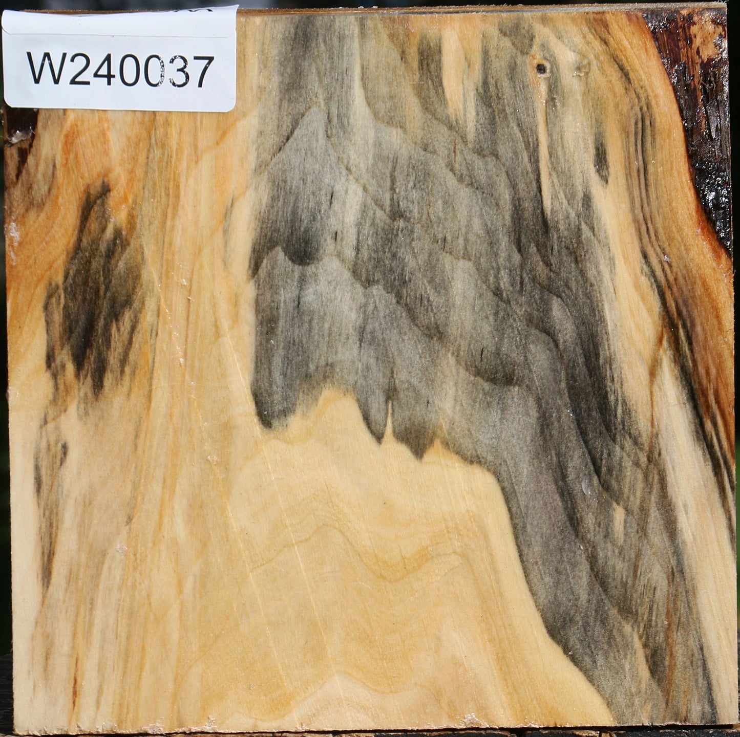 Figured Silver Poplar Bowl Blank