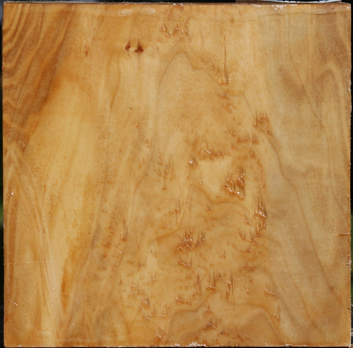 Figured Silver Poplar Bowl Blank