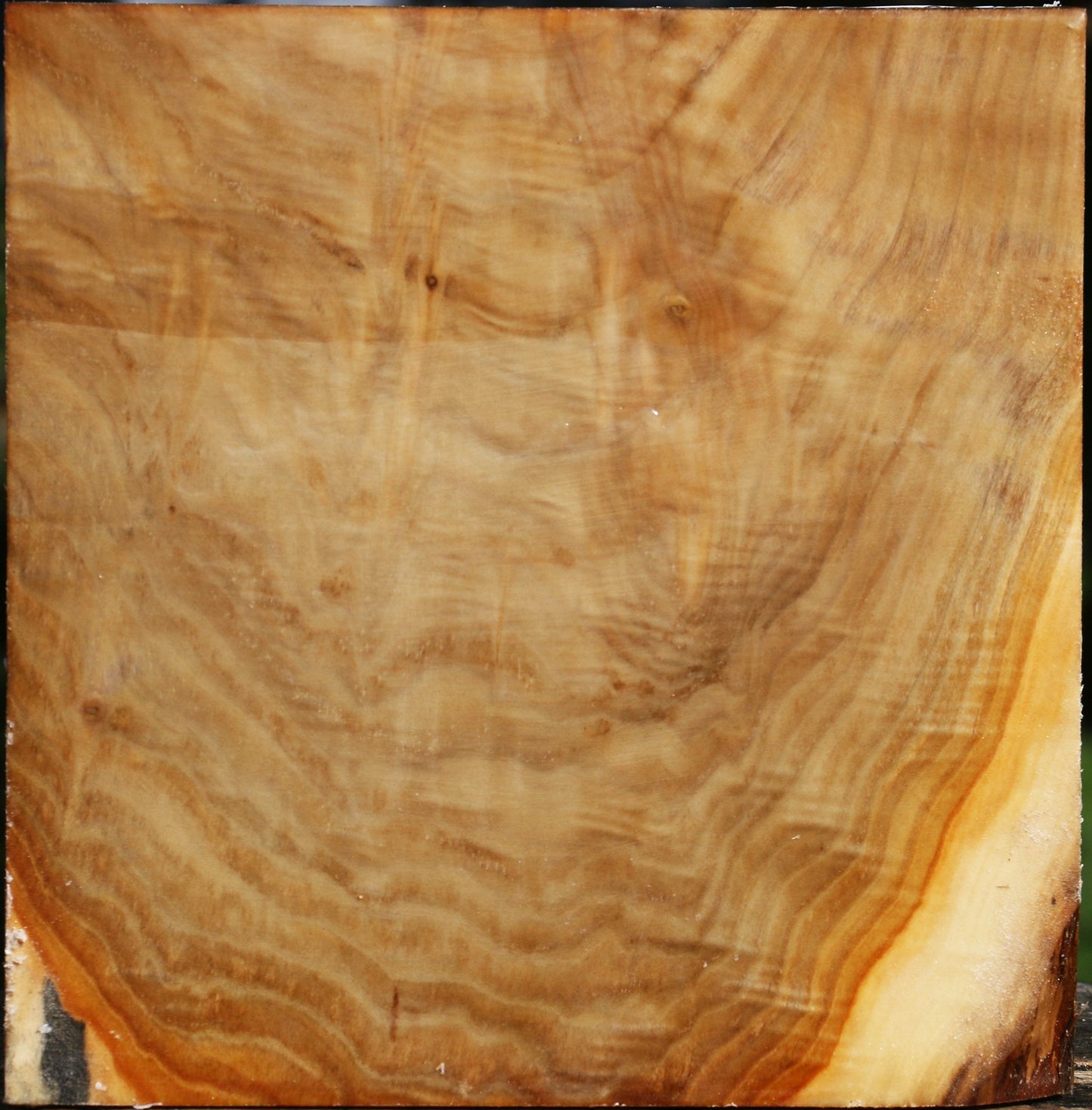 Extra Fancy Silver Poplar Bowl Blank