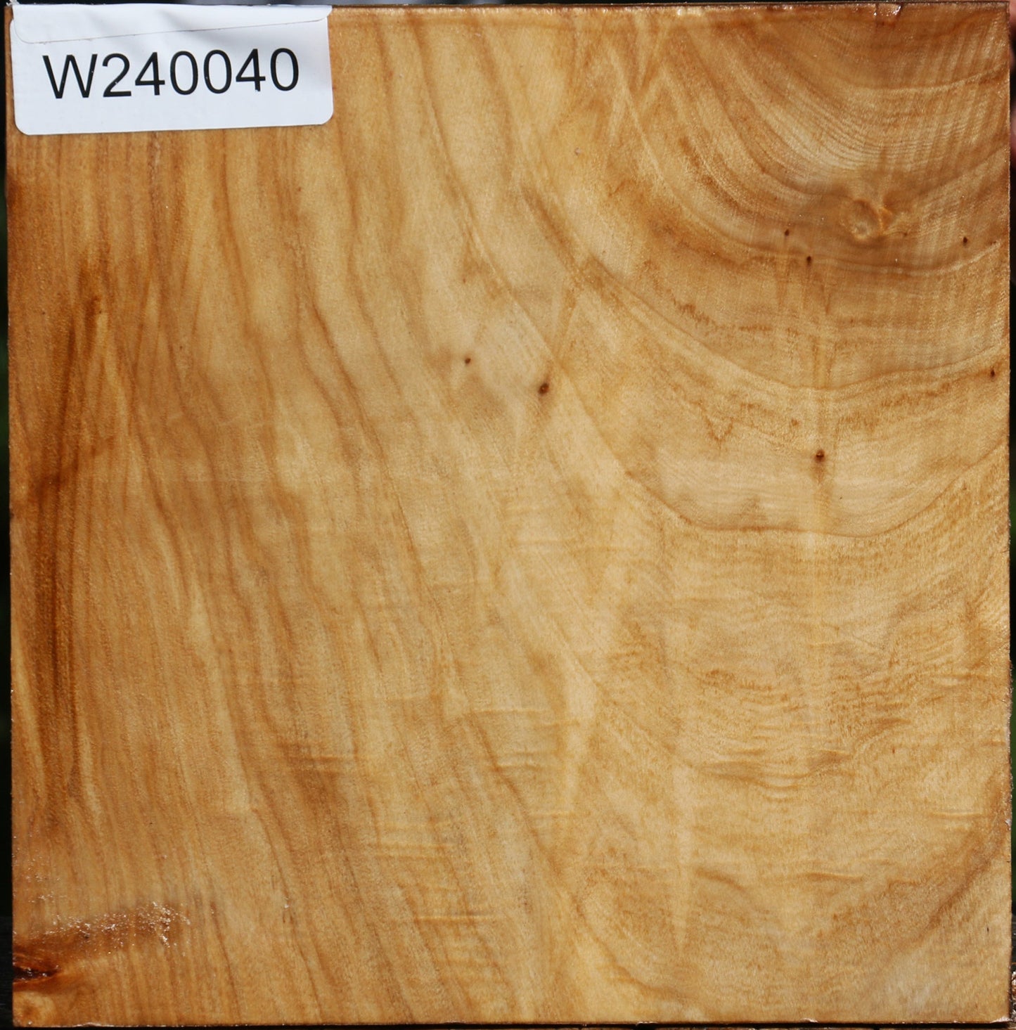 Extra Fancy Silver Poplar Bowl Blank